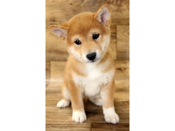 Shiba Inu-DOG-Male-Red Sesame-2859-Petland Hilliard, Ohio