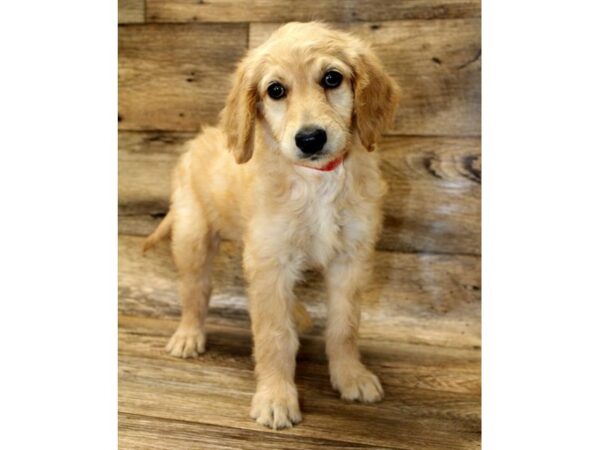 Goldendoodle-DOG-Female-Golden-2860-Petland Hilliard, Ohio