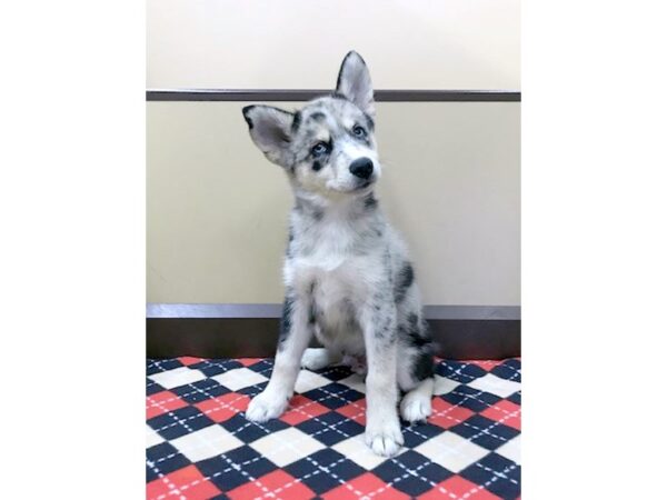 Pomsky DOG Male cookies n cream 2862 Petland Hilliard, Ohio