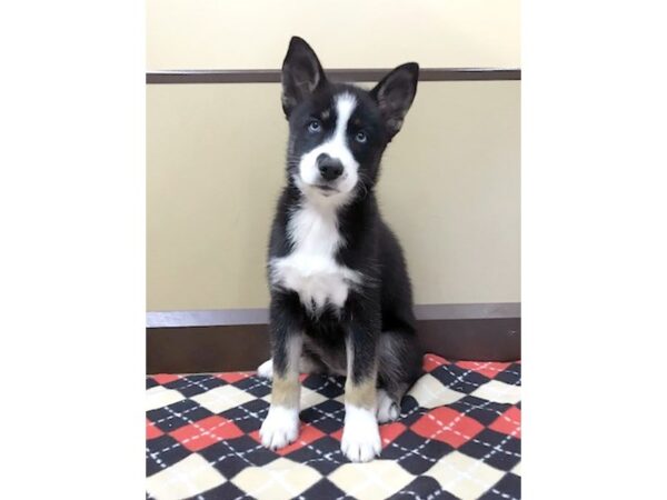 Pomsky DOG Female 2863 Petland Hilliard, Ohio