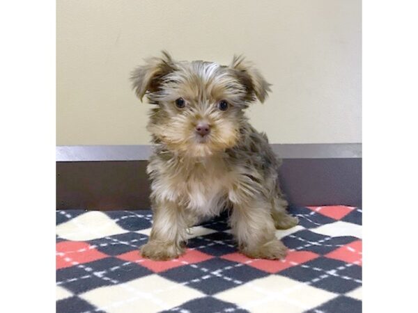 Yorkshire Terrier-DOG-Male--2864-Petland Hilliard, Ohio