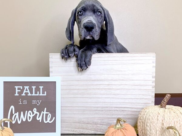 Great Dane-DOG-Male-blue-2867-Petland Hilliard, Ohio