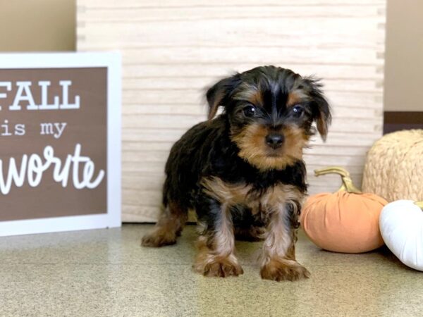 Yorkshire Terrier-DOG-Male-BLK TAN-2874-Petland Hilliard, Ohio