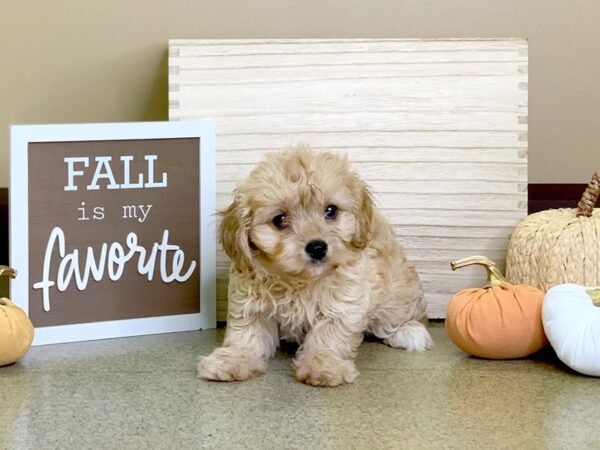 Cava Chon-DOG-Female-RED-2875-Petland Hilliard, Ohio