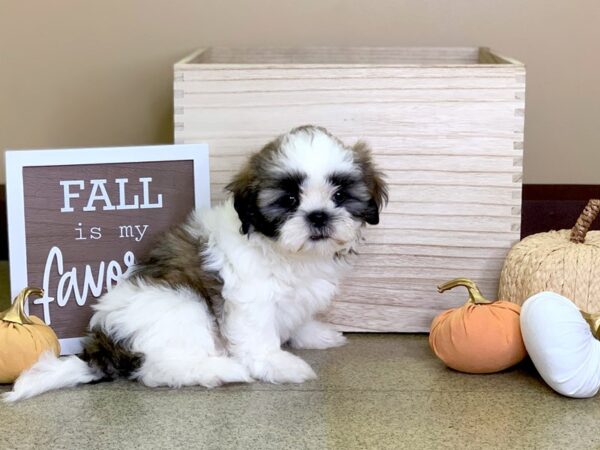 Shih Tzu-DOG-Male-brown white-2877-Petland Hilliard, Ohio