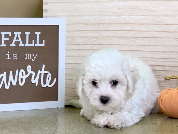 Poo Chon-DOG-Female-white-2876-Petland Hilliard, Ohio