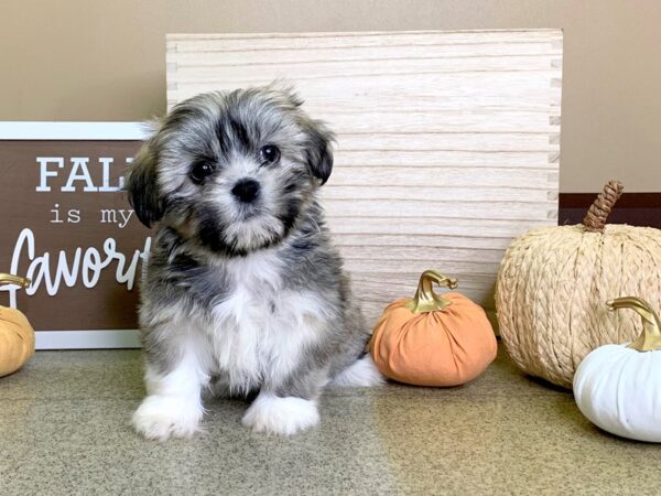 Lhasa Apso DOG Female grzl, white 2868 Petland Hilliard, Ohio