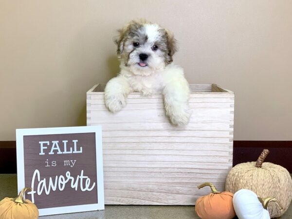 Teddy-DOG-Male-Brown and White-2873-Petland Hilliard, Ohio