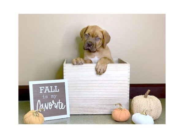 Dogue De Bordeaux-DOG-Male-red-2869-Petland Hilliard, Ohio