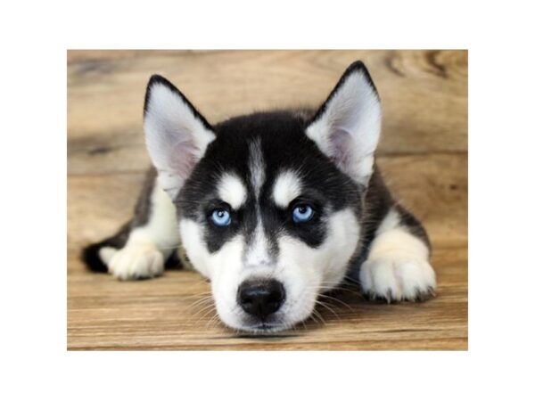 Siberian Husky-DOG-Male-Black / White-2878-Petland Hilliard, Ohio