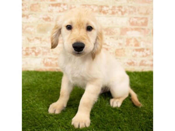 Golden Retriever-DOG-Male-Golden-2880-Petland Hilliard, Ohio