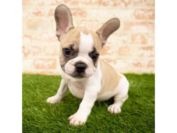 French Bulldog-DOG-Male-Fawn-2882-Petland Hilliard, Ohio