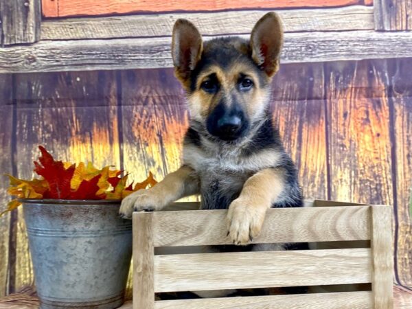 German Shepherd-DOG-Female--2887-Petland Hilliard, Ohio