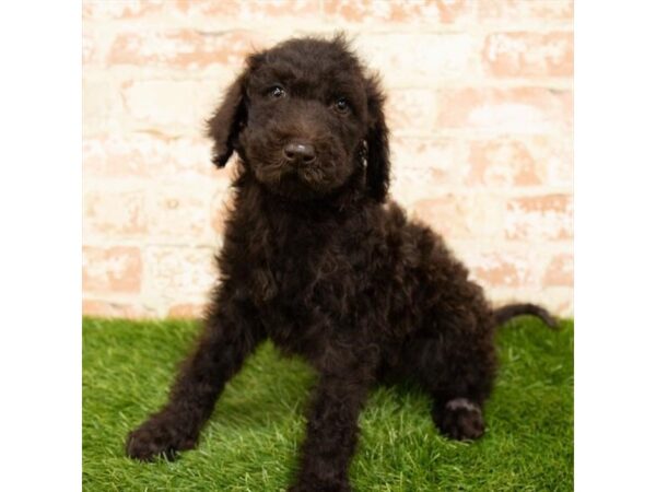 Goldendoodle-DOG-Male-Chocolate-2885-Petland Hilliard, Ohio