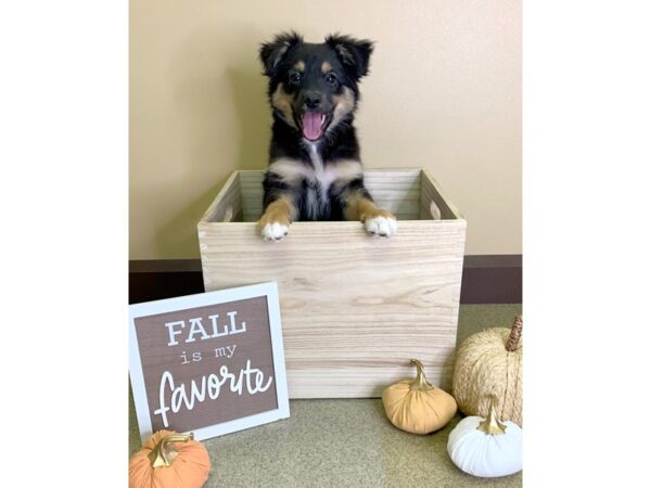 Miniature Australian Shepherd-DOG-Male-blk, tri mkgs-2865-Petland Hilliard, Ohio