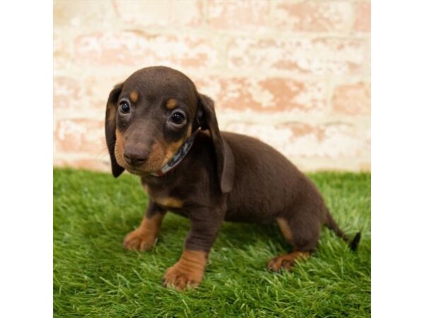 Dachshund Puppy Chocolate / Tan ID:3216 Located at Petland