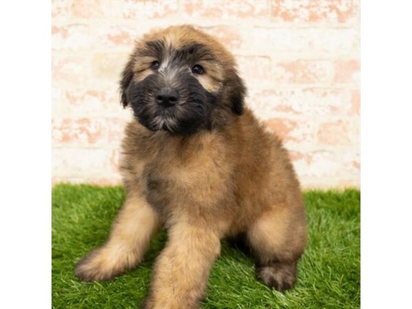 Soft Coated Wheaten Terrier DOG Male Wheaten 2929 Petland Hilliard, Ohio