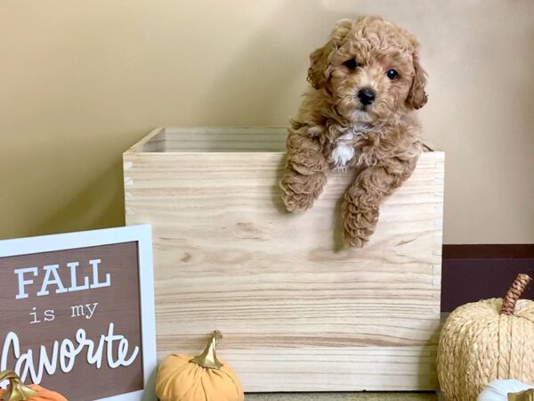 Bichapoo-DOG-Male-Apricot-2888-Petland Hilliard, Ohio