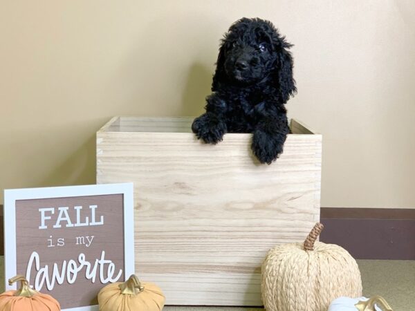 Goldendoodle-DOG-Female-Black-2899-Petland Hilliard, Ohio