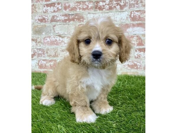 Cavachon-DOG-Male-Apricot-2902-Petland Hilliard, Ohio