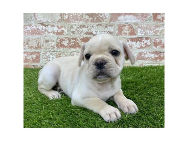 French Bulldog-DOG-Male-Cream-2903-Petland Hilliard, Ohio