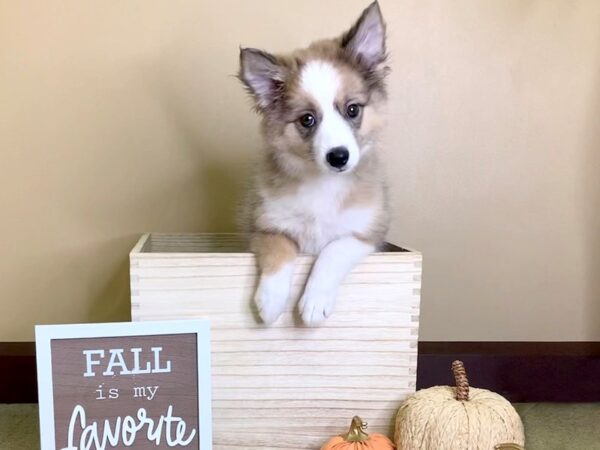 Aussie Mo-DOG-Female-Sable White-2871-Petland Hilliard, Ohio