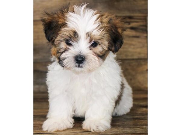 Shorkie-DOG-Male-Gold / White-2912-Petland Hilliard, Ohio