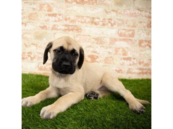 Mastiff DOG Male Fawn 2906 Petland Hilliard, Ohio