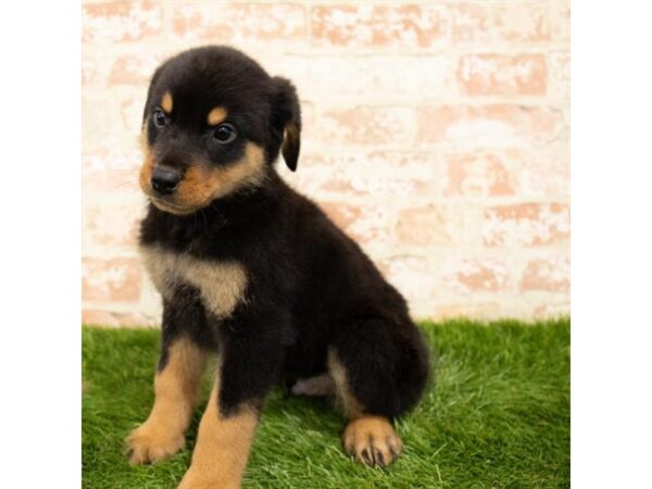 Rottweiler-DOG-Male-Black / Rust-2910-Petland Hilliard, Ohio