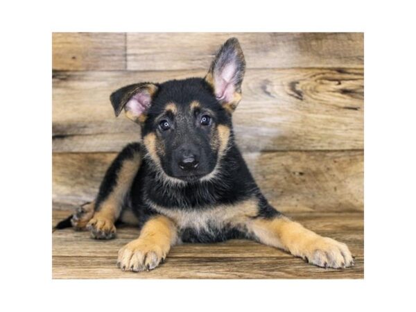 German Shepherd Dog-DOG-Female-Black / Tan-2913-Petland Hilliard, Ohio