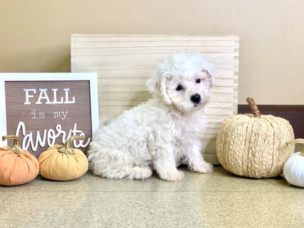 Bichon Frise-DOG-Male-White-2907-Petland Hilliard, Ohio