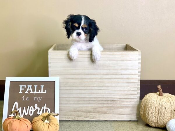 Cavalier King Charles Spaniel DOG Female Black White / Tan 2908 Petland Hilliard, Ohio