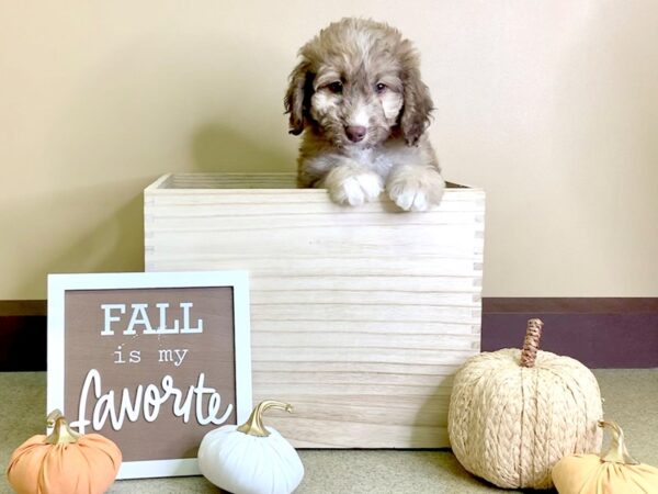 Miniature Poodle/Newfoundland-DOG-Female-Chocolate Sable-2914-Petland Hilliard, Ohio