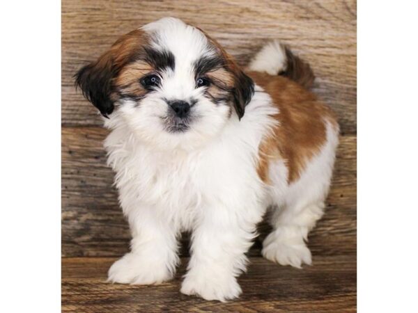 Lhasa Apso-DOG-Female-Golden / White-2919-Petland Hilliard, Ohio