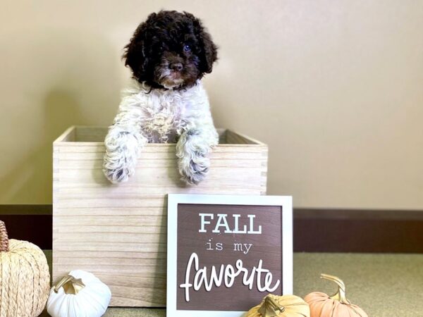 Cockadoodle-DOG-Female-CHOC wh-2918-Petland Hilliard, Ohio