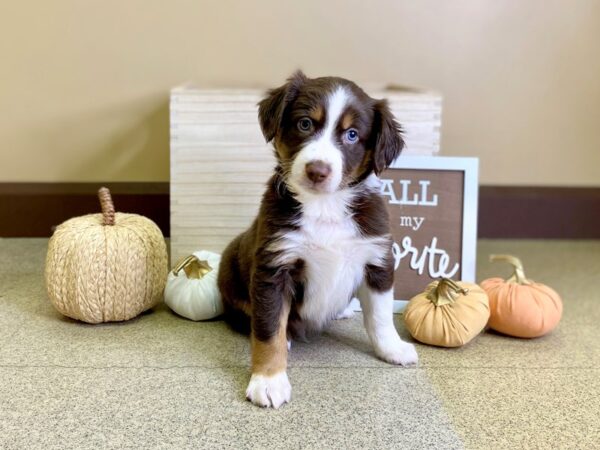 Mini Aussie-DOG-Male-RED TRI-2917-Petland Hilliard, Ohio