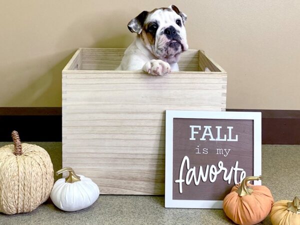 English Bulldog DOG Female Red/White 2897 Petland Hilliard, Ohio