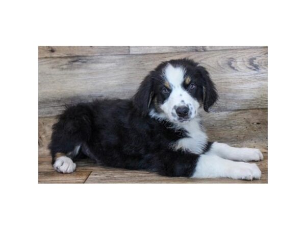 Australian Shepherd-DOG-Male-Black White / Tan-2924-Petland Hilliard, Ohio