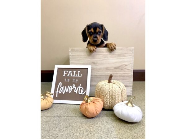 Beagle-DOG-Male-Black / Tan-2925-Petland Hilliard, Ohio