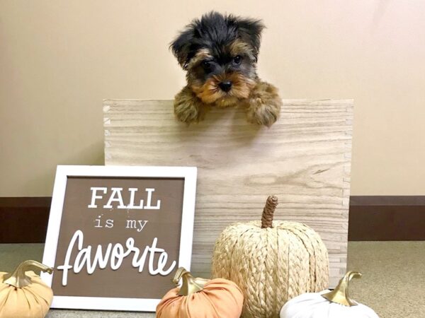 Yorkshire Terrier-DOG-Male-Black / Tan-2921-Petland Hilliard, Ohio