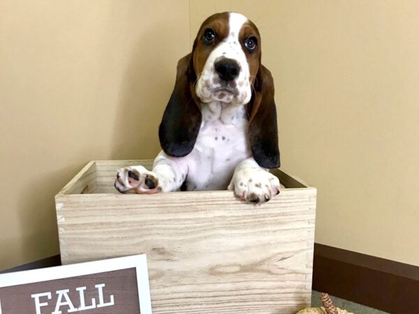 Basset Hound DOG Male Black Tri 2916 Petland Hilliard, Ohio