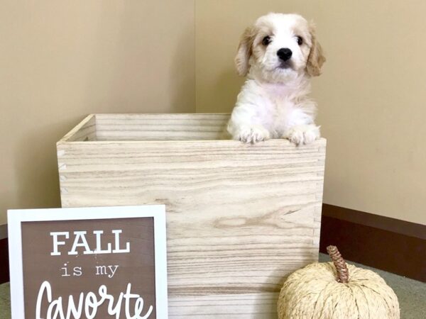 Cava Chon-DOG-Male-BLENHEIM-2928-Petland Hilliard, Ohio