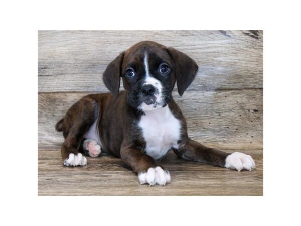 Boxer-DOG-Male-Brindle-2935-Petland Hilliard, Ohio