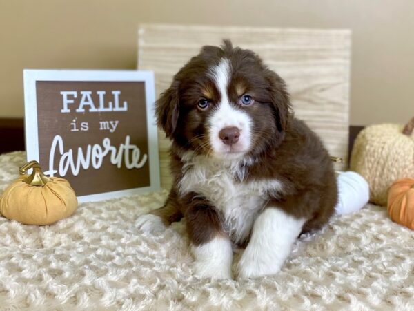 Mini Aussie-DOG-Male-Black tri-2944-Petland Hilliard, Ohio