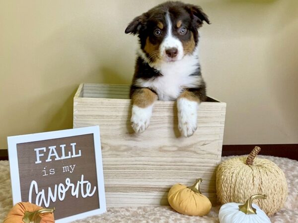 Australian Shepherd-DOG-Female-Sable White-2942-Petland Hilliard, Ohio