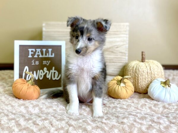 Shetland Sheepdog DOG Male Blue Merle 2937 Petland Hilliard, Ohio