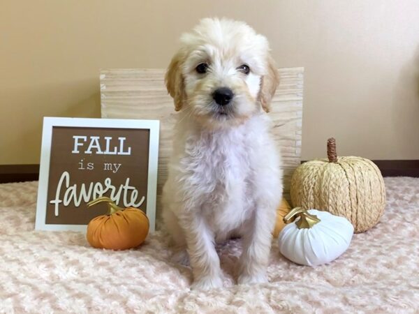 2nd Generation Mini Goldendoodle-DOG-Female-Light Cream-2930-Petland Hilliard, Ohio