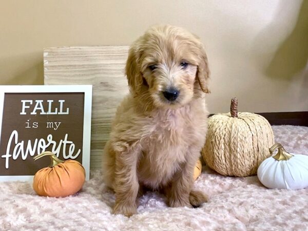 2nd Generation Mini Goldendoodle-DOG-Female-Dark Cream-2931-Petland Hilliard, Ohio