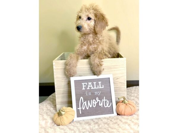 F2 MINI GOLDENDOODLE-DOG-Female-Red-2927-Petland Hilliard, Ohio