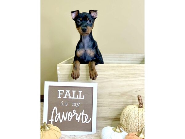 Miniature Pinscher-DOG-Male-Black / Rust-2932-Petland Hilliard, Ohio